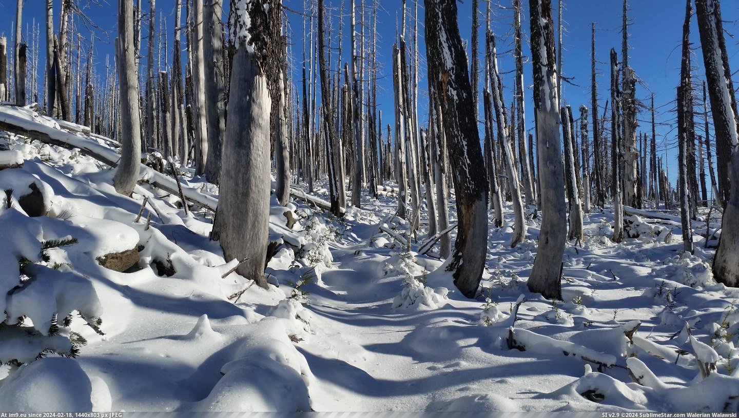 #Snow #Forest #Oregon #Burnt #Crest #Fresh #Pacific #Trail [Earthporn] Pacific Crest Trail through a burnt forest after a fresh snow. Oregon. [2656x1494] Pic. (Bild von album My r/EARTHPORN favs))
