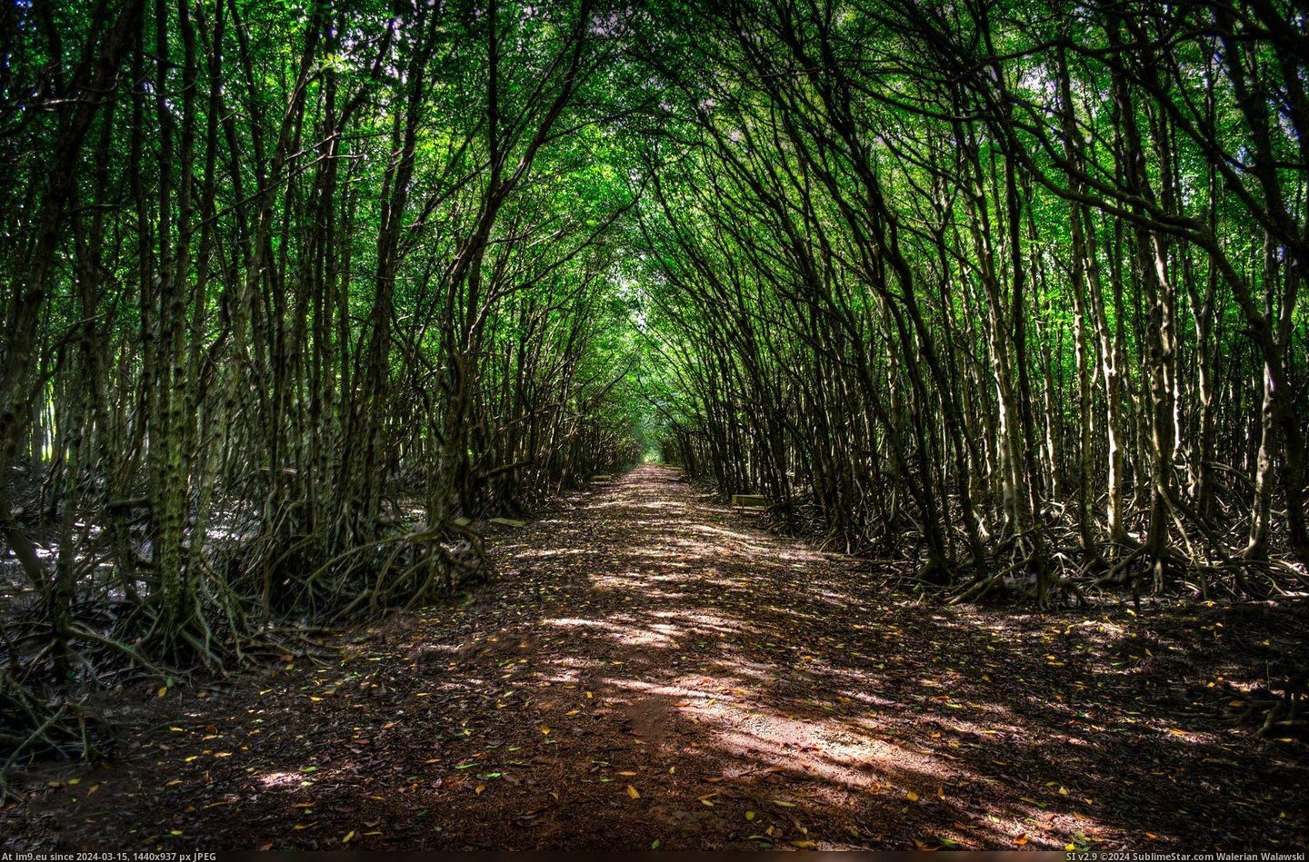 #City #South #Vietnam #Forest #Path [Earthporn] Path in Can Gio Forest, Vietnam. 1h south from HoChiMinh City by motorbike [2048x1344] Pic. (Bild von album My r/EARTHPORN favs))