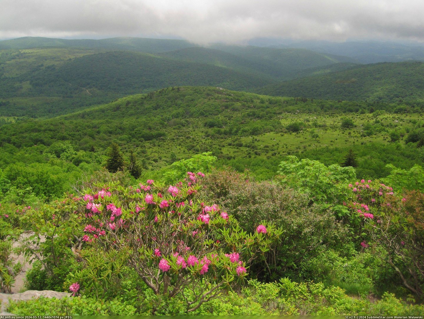 #Mount #Peak #3648x2736 #Rogers #Rhododendrons #Highest #Virginia [Earthporn] Rhododendrons as seen From an Ascent on Mount Rogers; the Highest Peak in Virginia.  [3648X2736] Pic. (Image of album My r/EARTHPORN favs))