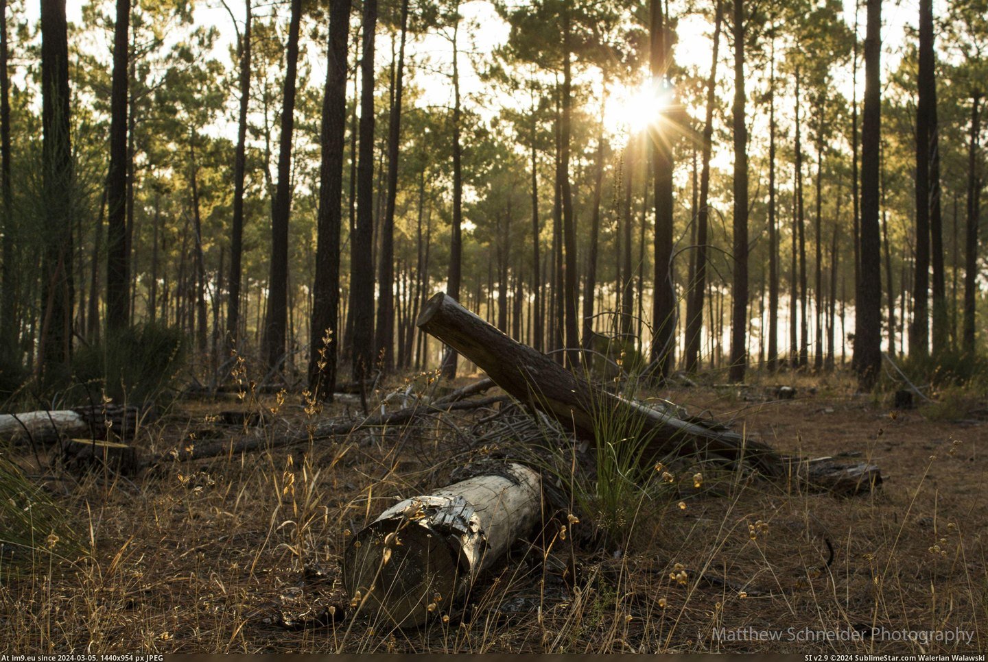 #Photo #Forest #Schneider #Perth #5184x3456 #Pine [Earthporn] Rotting Pine. Photo by Matthew Schneider. Taken in the Pine Forest, Perth. [5184x3456] Pic. (Изображение из альбом My r/EARTHPORN favs))