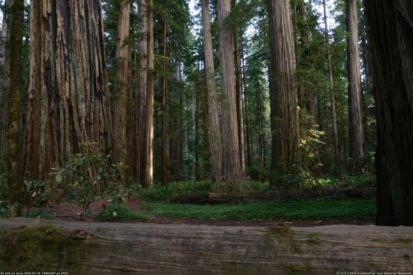 #Park #California #State #Redwoods #Jedediah #Smith #Redwood #Speaking [Earthporn] Speaking of Redwoods: Jedediah Smith Redwood State Park, California, [2710x1795] [OC] Pic. (Изображение из альбом My r/EARTHPORN favs))