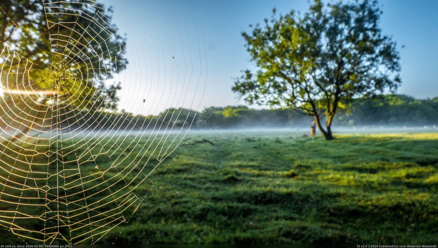 #Morning #Netherlands #Early [Earthporn] Spiderweb In The Early Morning [4068x2595] [Netherlands] Pic. (Image of album My r/EARTHPORN favs))