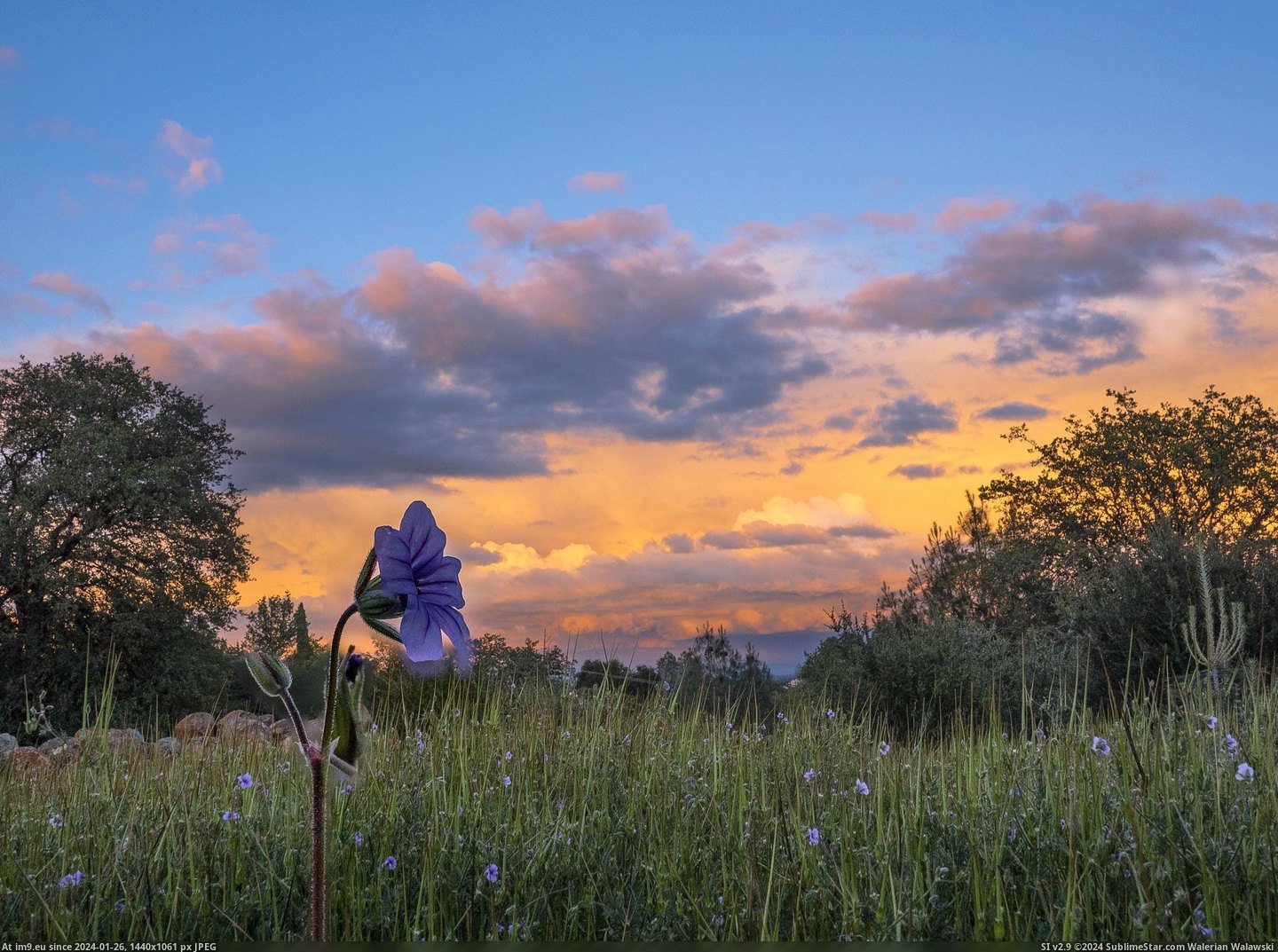 #California #Sunset #Storm #Evening #Redding #Flowers #Clouds [Earthporn] Storm clouds and flowers at sunset this evening in Redding California. [2712x2011] Pic. (Изображение из альбом My r/EARTHPORN favs))