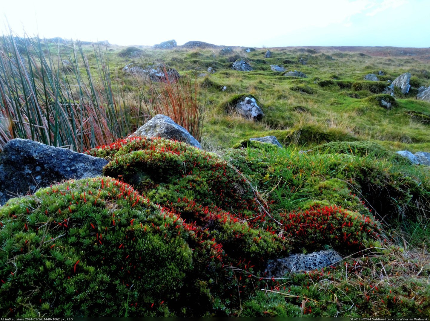 #Red #Top #Valley #Moss #Wicklow #Glendalough #Strange #Ireland #Hiking [Earthporn] Strange red moss found hiking on top of Glendalough valley, Wicklow, Ireland [OC][5140x3804] Pic. (Bild von album My r/EARTHPORN favs))