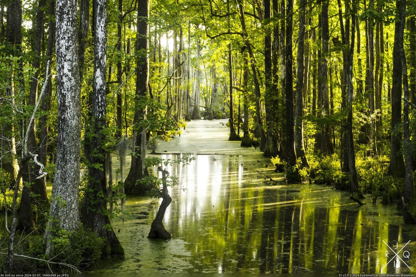 #North #Eastern #Swamp #Carolina [Earthporn] Swamp in Eastern North Carolina  [2958x1958] Pic. (Bild von album My r/EARTHPORN favs))