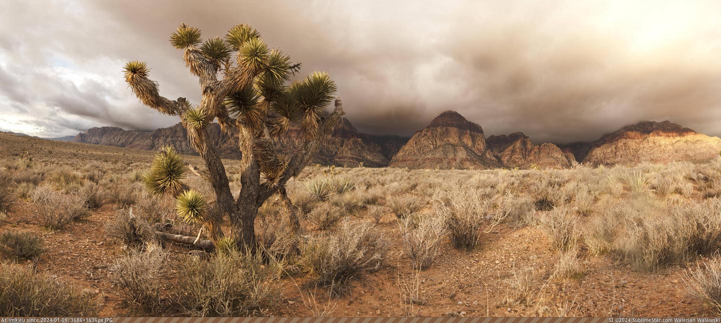 [Earthporn] The Cacti in Red Rock Canyon, Nevada  [12892x5677] (in My r/EARTHPORN favs)