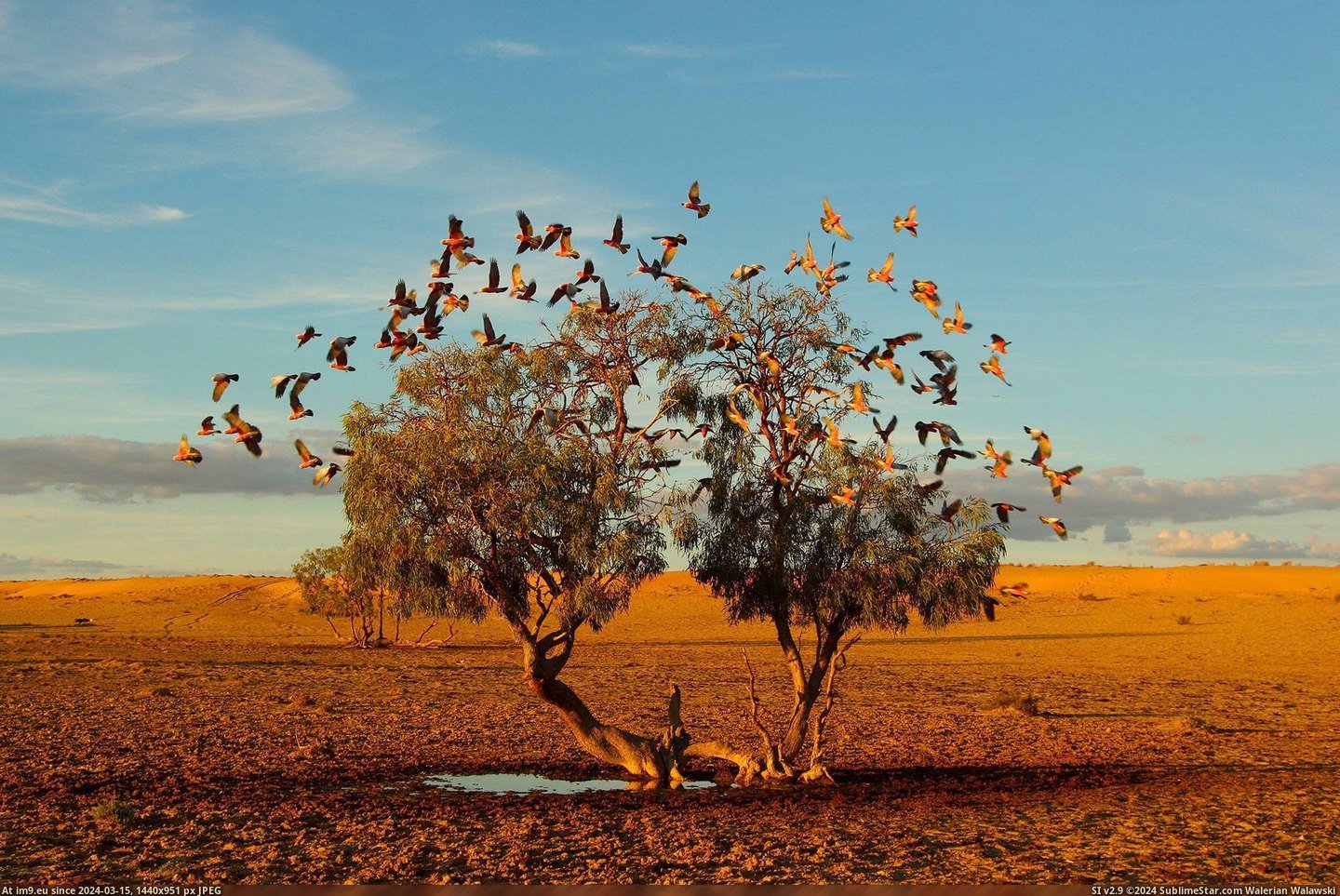 #Photo #Tree #Australia #Spencer #Dreaming #Desert #2048x1365 #Christian [Earthporn] 'The Dreaming Tree' - Strzelecki Desert, Australia [2048x1365] Photo by Christian Spencer Pic. (Obraz z album My r/EARTHPORN favs))