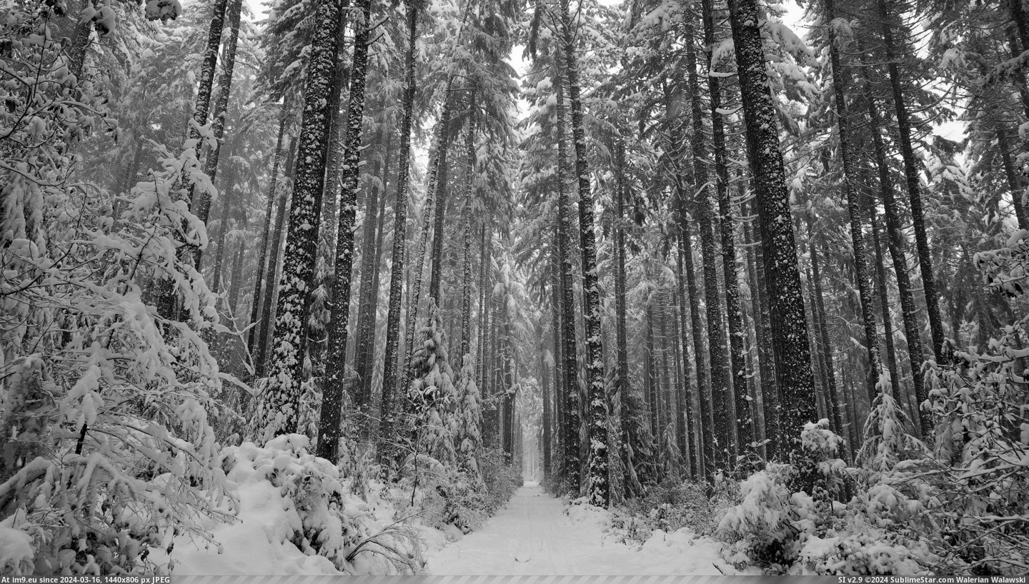 #Island #Snow #4912x2760 #Towering #Trees #Vancouver [Earthporn] Towering trees in the snow on Vancouver Island (OC) (4912x2760) Pic. (Bild von album My r/EARTHPORN favs))