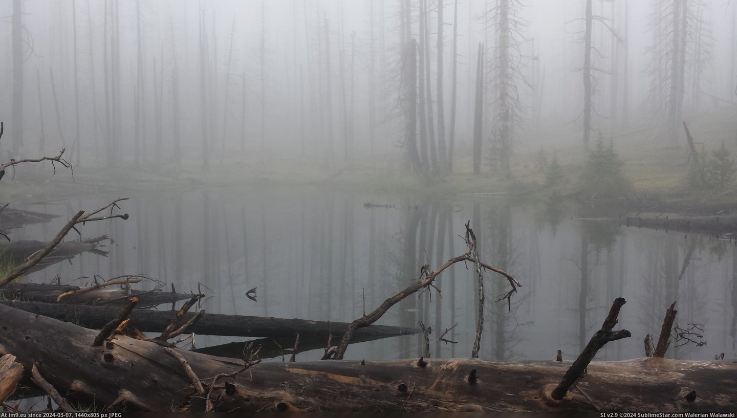 #Forest #Oregon #Walking #3264x1836 #Cascades #Crest #Pacific #Trail #Burn [Earthporn] Walking through a burn forest in the cascades. Pacific Crest Trail, Oregon. [3264x1836] Pic. (Obraz z album My r/EARTHPORN favs))