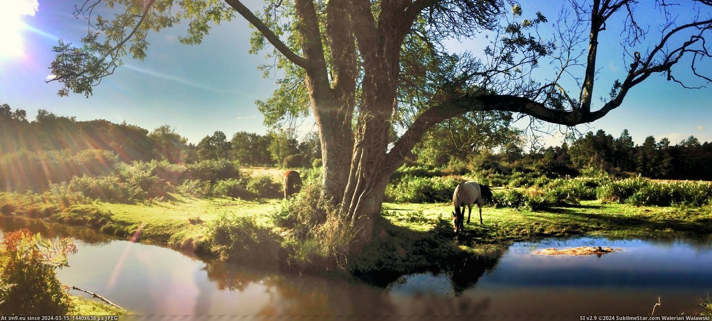 #Forest #Wild #Horses #Iphone #England [Earthporn] Wild horses in the New Forest, England. [4832x2164] [OC] [iPhone 5] Pic. (Obraz z album My r/EARTHPORN favs))