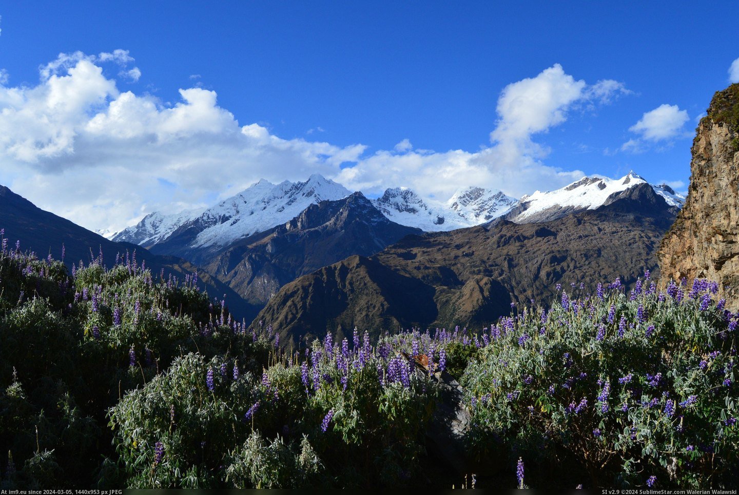 #Way #Wildflowers #Machu #Andes #Picchu [Earthporn] Wildflowers and the Andes on the way to Machu Picchu [OC] [3609x2400] Pic. (Obraz z album My r/EARTHPORN favs))
