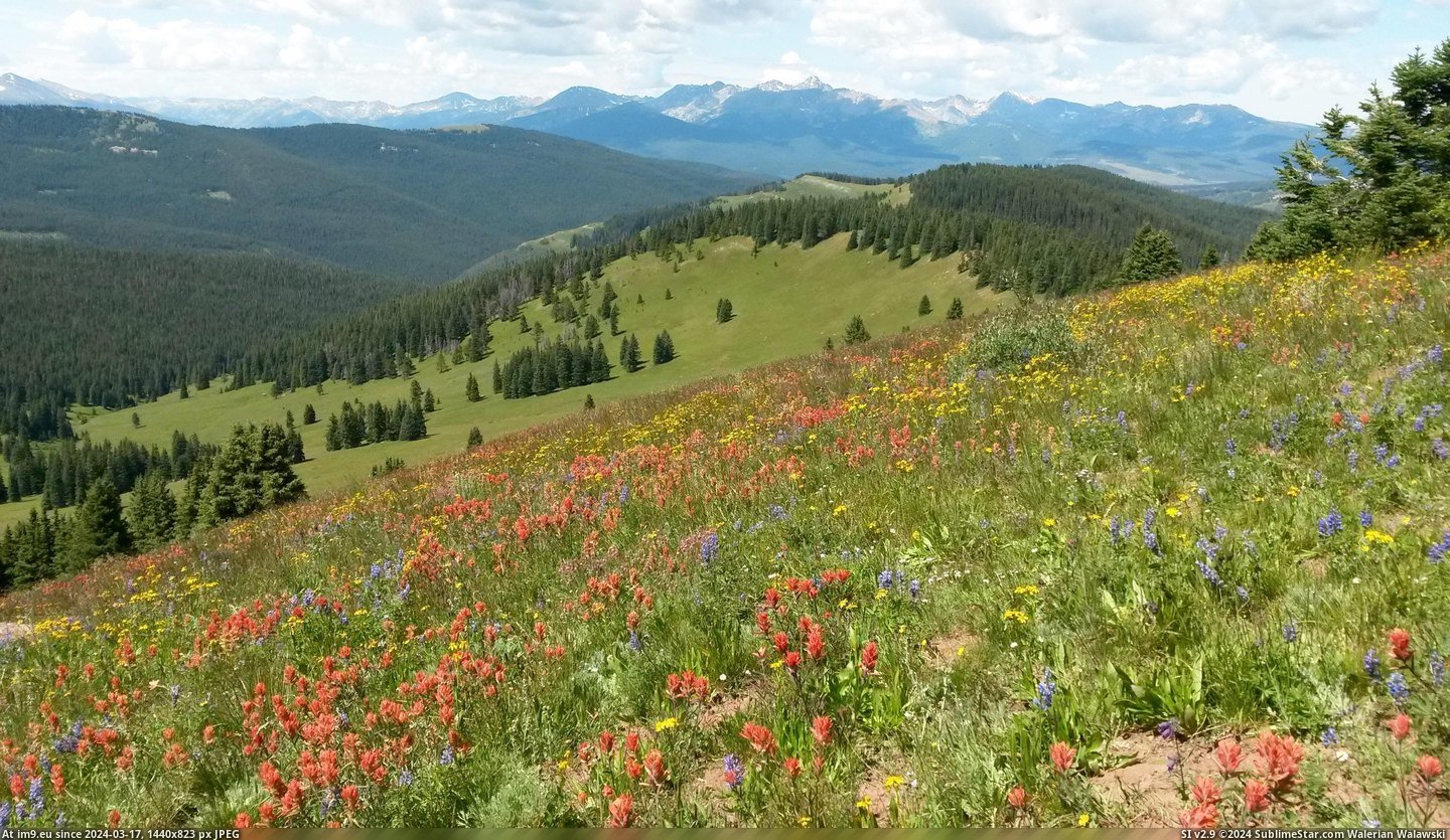 #Album #Shrine #Wildflowers #Pass [Earthporn] Wildflowers at Shrine Pass, CO [3101x1784] (Album in comments) Pic. (Obraz z album My r/EARTHPORN favs))