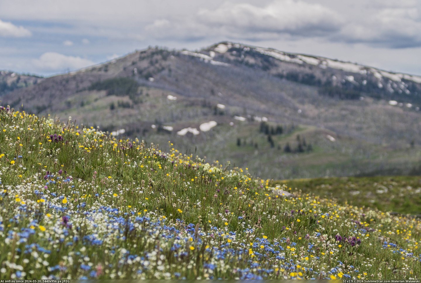 #Yellowstone #Washburn #Wildflowers [Earthporn] Wildflowers on Mt. Washburn, Yellowstone [3799x2533] Pic. (Image of album My r/EARTHPORN favs))