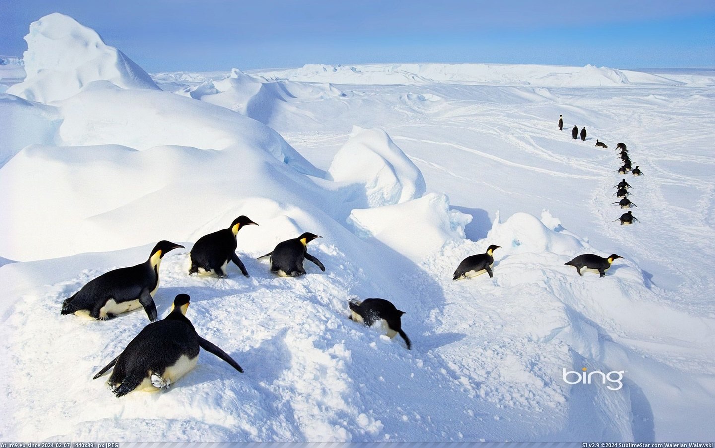 Emperor penguins belly-flopping out of the water, Antarctica (©Getty Images) (in Best photos of January 2013)