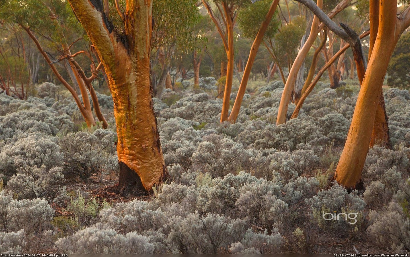 Eucalyptus salubris trees, Australia (©Ocean - Corbis) (in Best photos of January 2013)