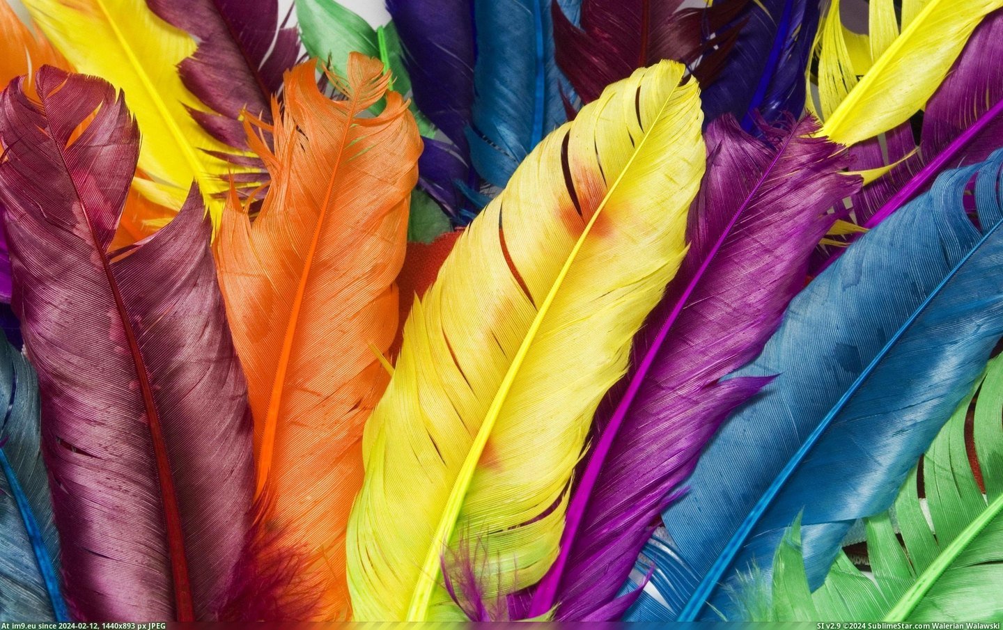#Wallpaper #Beautiful #Feathers #Wide #Colors Feathers In Colors Wide HD Wallpaper Pic. (Obraz z album Unique HD Wallpapers))