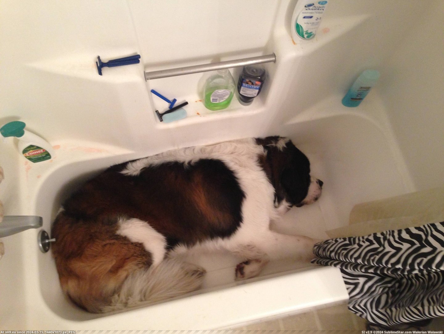 #Funny #Had #Him #Counter #Habit #Jub #Weirdo #Caught #Laying #Realize [Funny] After I caught him on the counter, I started to realize Jub Jub has always had a habit of laying down like a weirdo. 8 Pic. (Image of album My r/FUNNY favs))