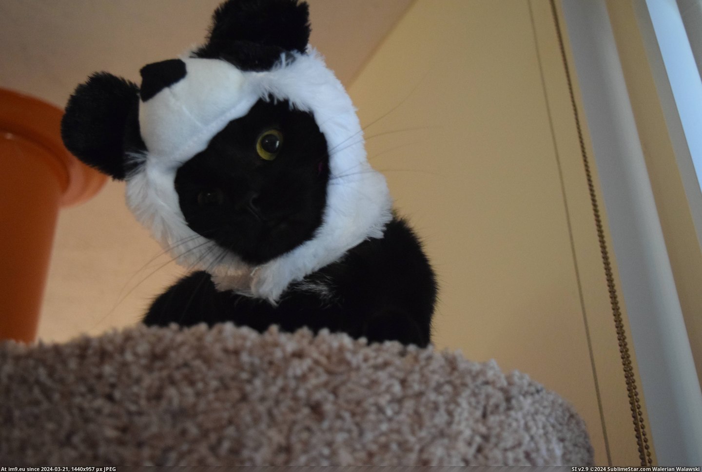#Funny #Cat #Good #Investment #Questioned #Hat #Sized #Panda [Funny] I can't believe I even questioned whether or not an $8.00, cat-sized panda hat was a good investment or not Pic. (Obraz z album My r/FUNNY favs))