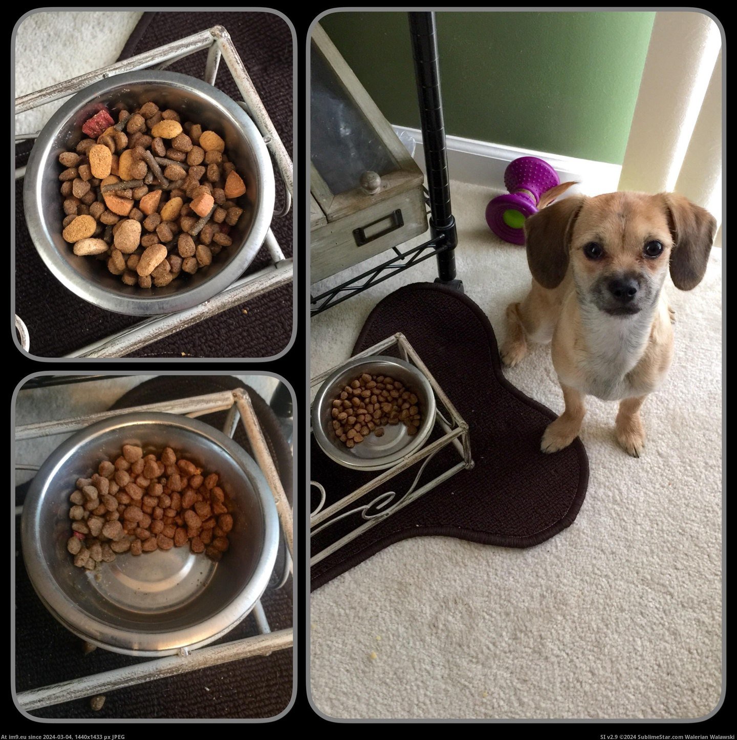 #Funny #Dog #Thought #Trick #Mixing #Eating #Wrong #Food [Funny] I thought I could trick my dog into eating food she didn't like by mixing it in with food she does like. I was wrong. Pic. (Image of album My r/FUNNY favs))