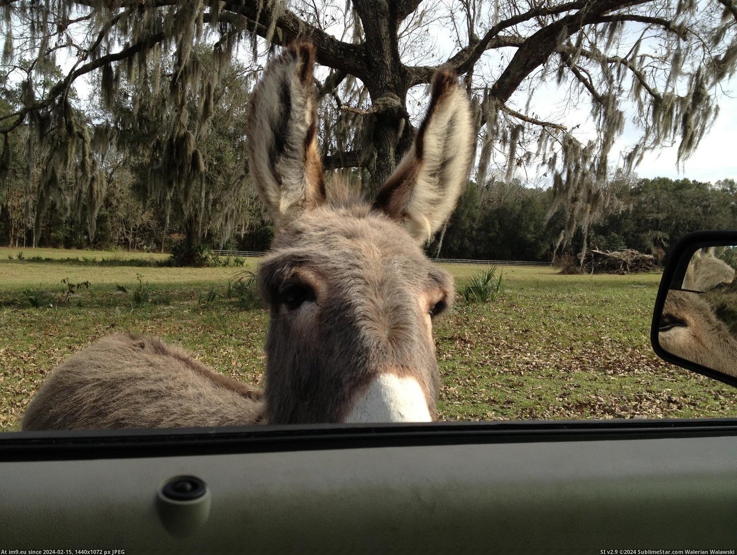 #Funny #Head #Mini #Scratch #Donkey #Neighbor #Chase #Driveway [Funny] My neighbor has a mini donkey that will chase you up the driveway until you scratch his head. 1 Pic. (Bild von album My r/FUNNY favs))
