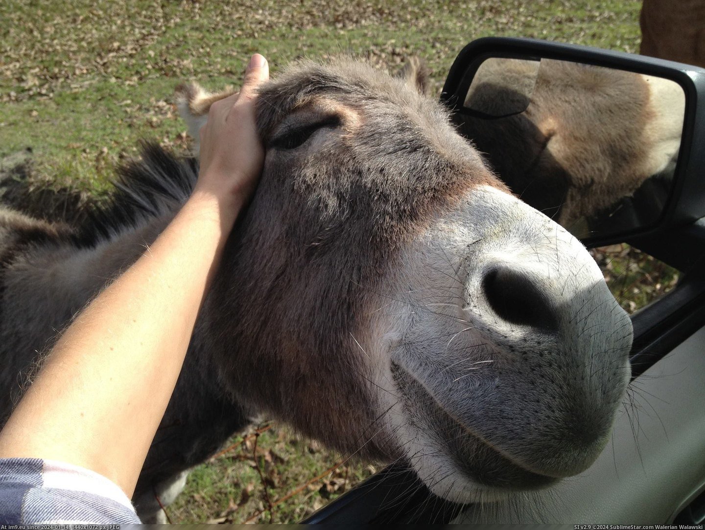#Funny #Head #Mini #Scratch #Donkey #Neighbor #Chase #Driveway [Funny] My neighbor has a mini donkey that will chase you up the driveway until you scratch his head. 2 Pic. (Obraz z album My r/FUNNY favs))