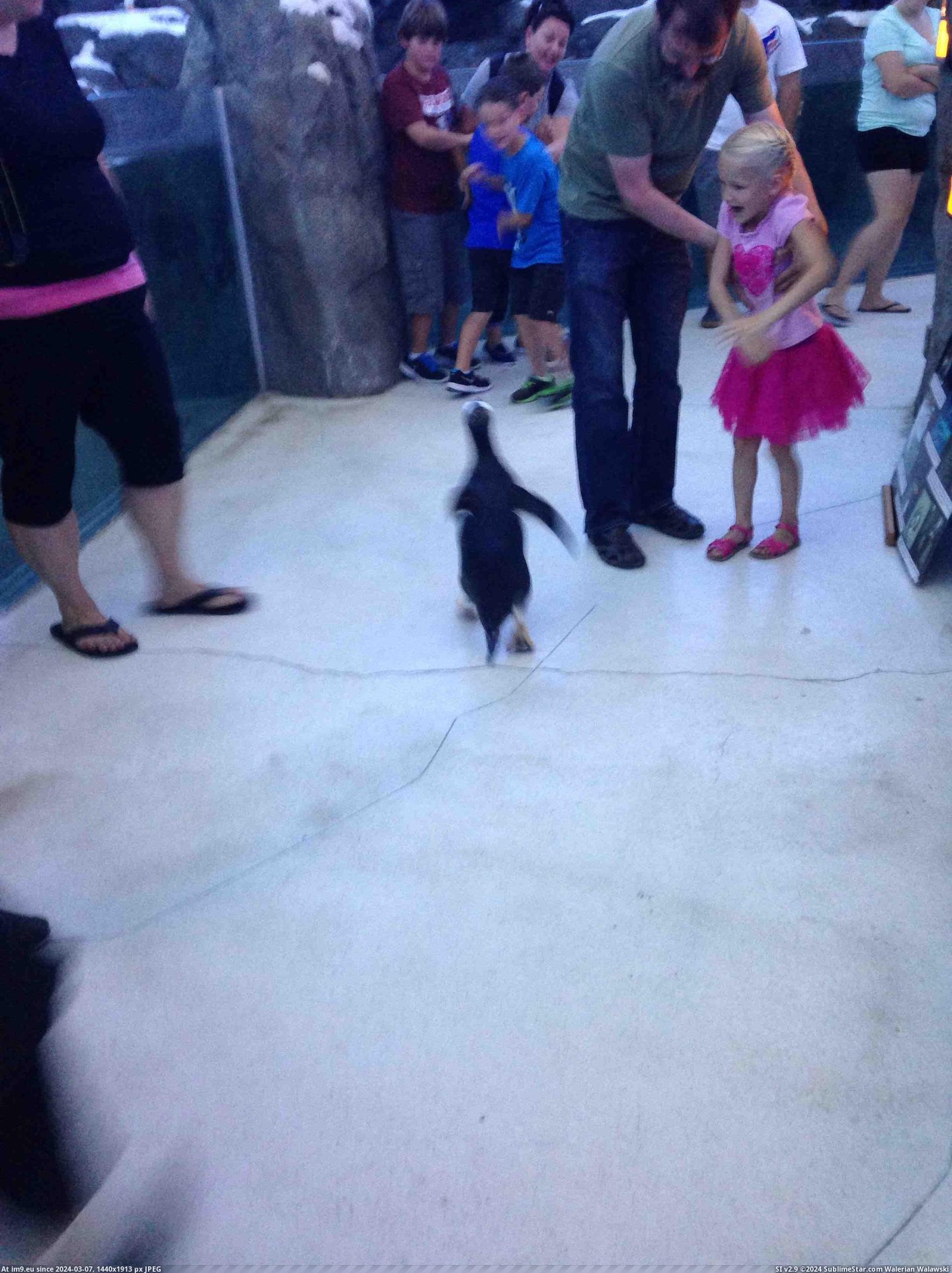 #Funny #One #Escaped #Zoo #Penguins [Funny] One of the penguins escaped while I was at the zoo.. Pic. (Image of album My r/FUNNY favs))
