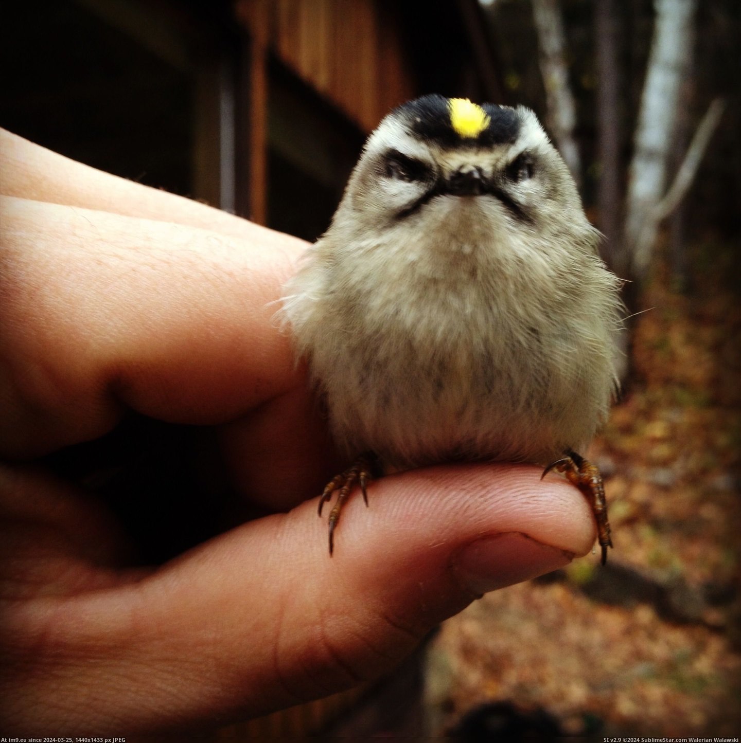 #Funny #Meet #Cedric #Bird #Angriest [Funny] Reddit, meet Cedric: the Angriest Bird Pic. (Image of album My r/FUNNY favs))