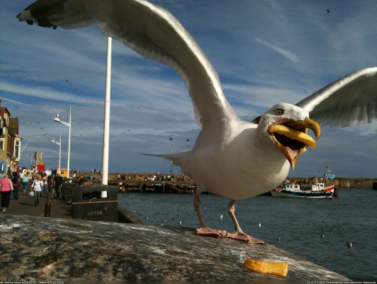 #Funny #French #Seagull #Eat #Fry [Funny] Seagull trying to eat a french fry. Pic. (Image of album My r/FUNNY favs))