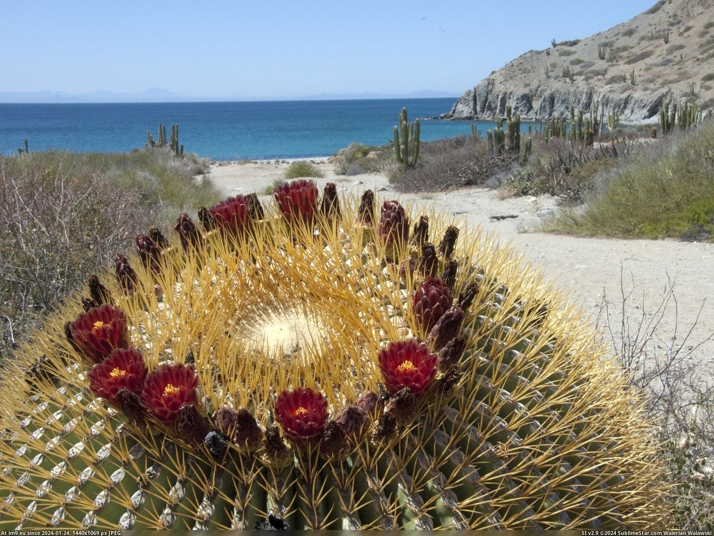 Giant Barrel Cactus, Catalina Island, Gulf of California, Mexico (in Beautiful photos and wallpapers)