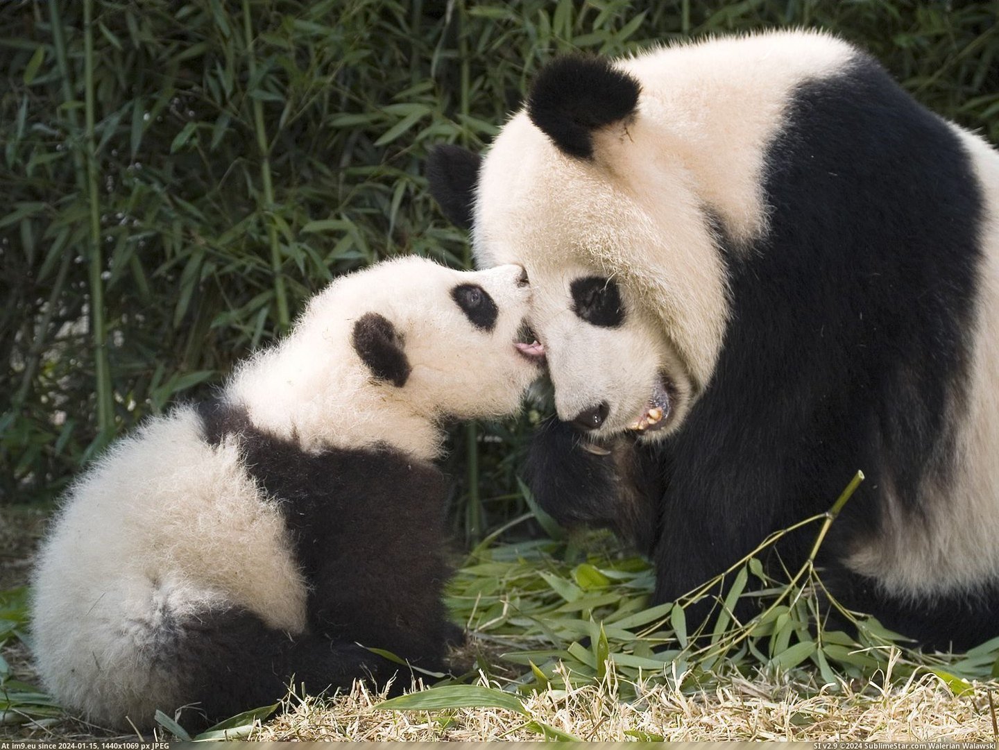 Giant Panda and Cub Playing, China (in Beautiful photos and wallpapers)