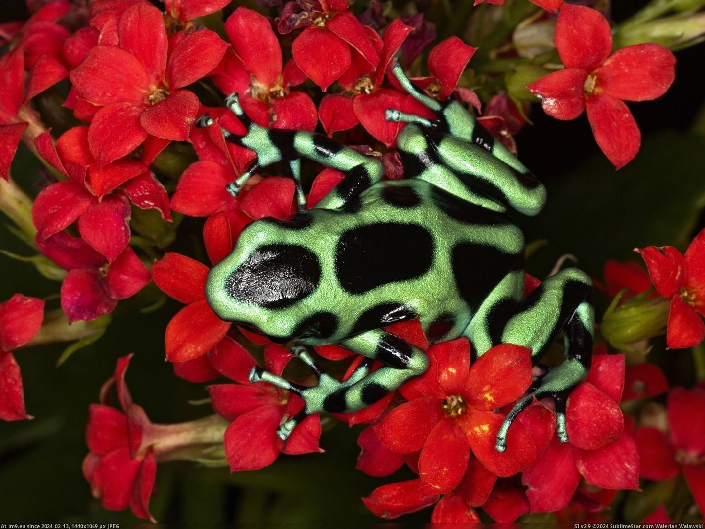 Green and Black Poison Dart Frog, Costa Rica (in Beautiful photos and wallpapers)