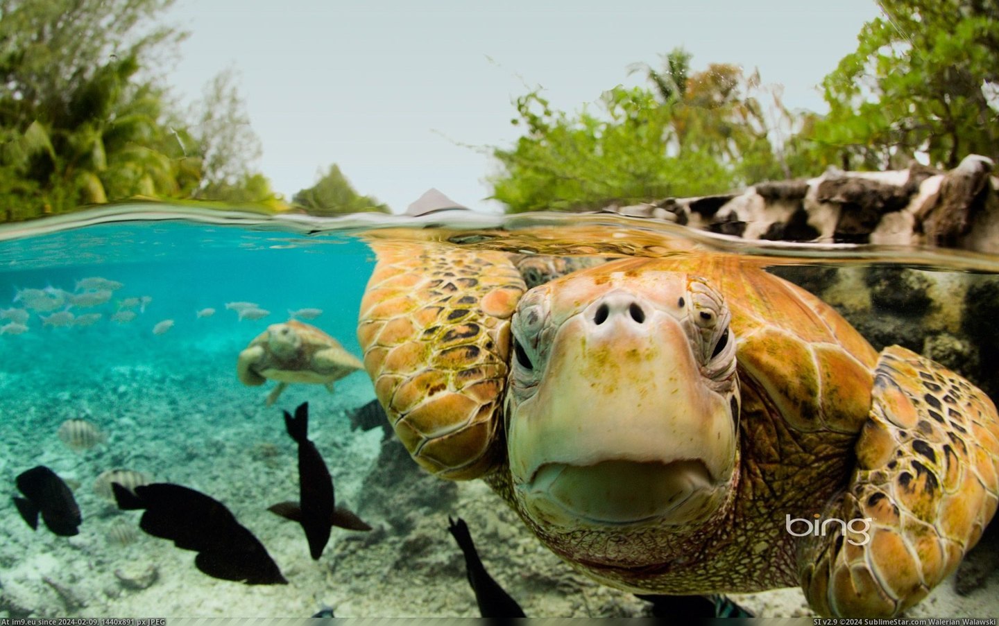 Green sea turtles in Bora Bora, French Polynesia (©Corbis) (in Best photos of January 2013)
