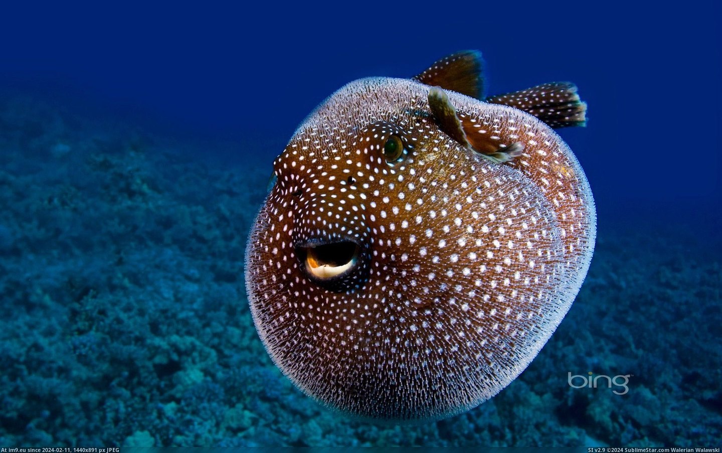 Guineafowl pufferfish, Hawaii (©Visuals Unlimited - Corbis) (in Best photos of January 2013)