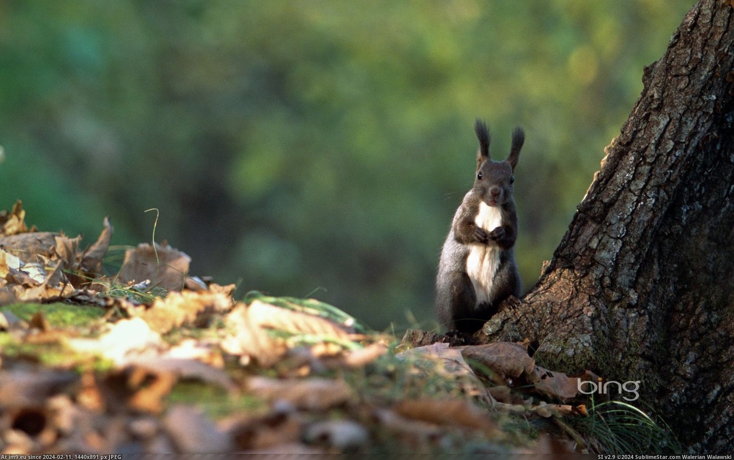 Hokkaido Squirrel (©Datacraft - UIG - age fotostock) (in Best photos of January 2013)