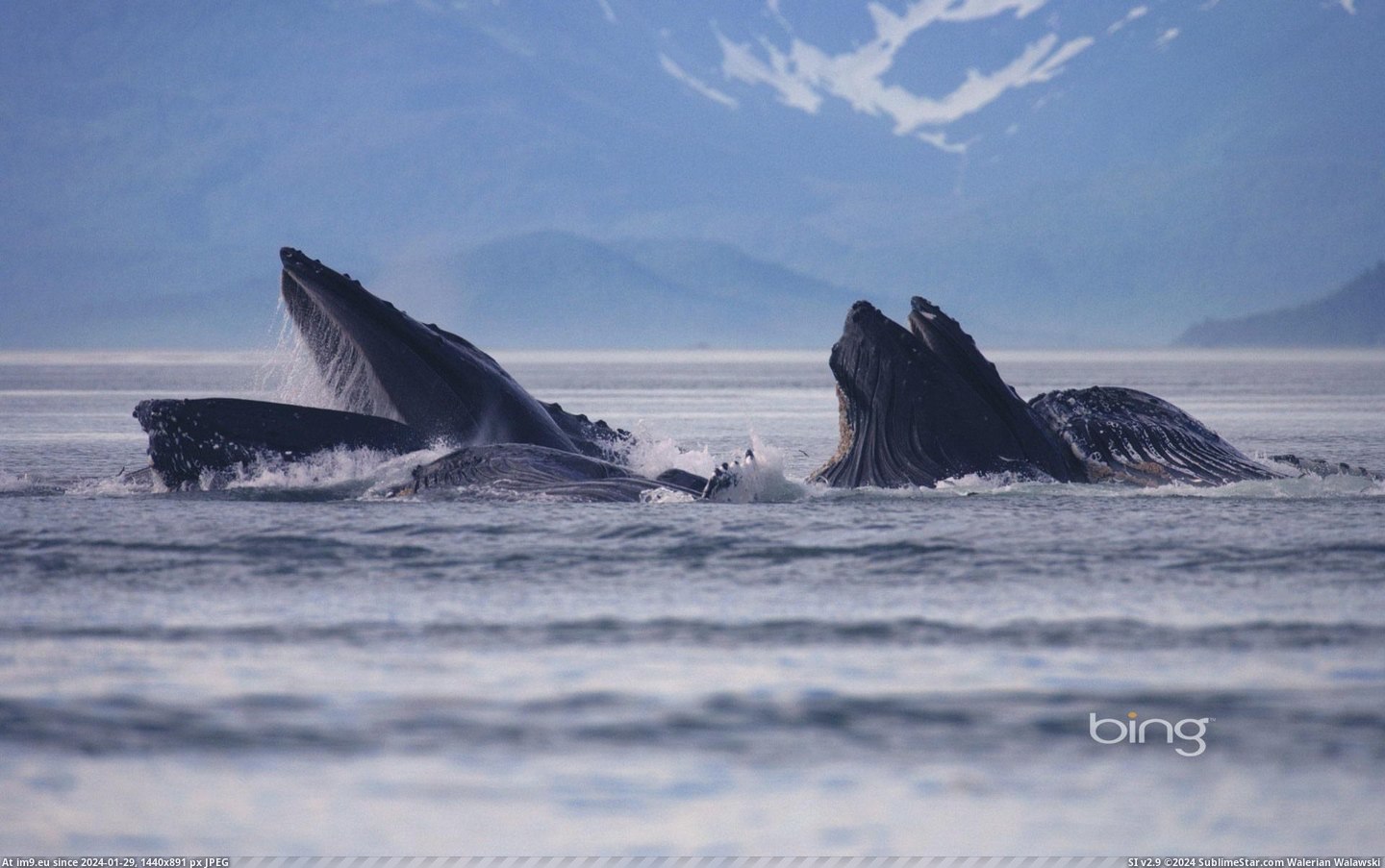 Humpback whales in Lynn Canal, Alaska (in Bing Photos November 2012)