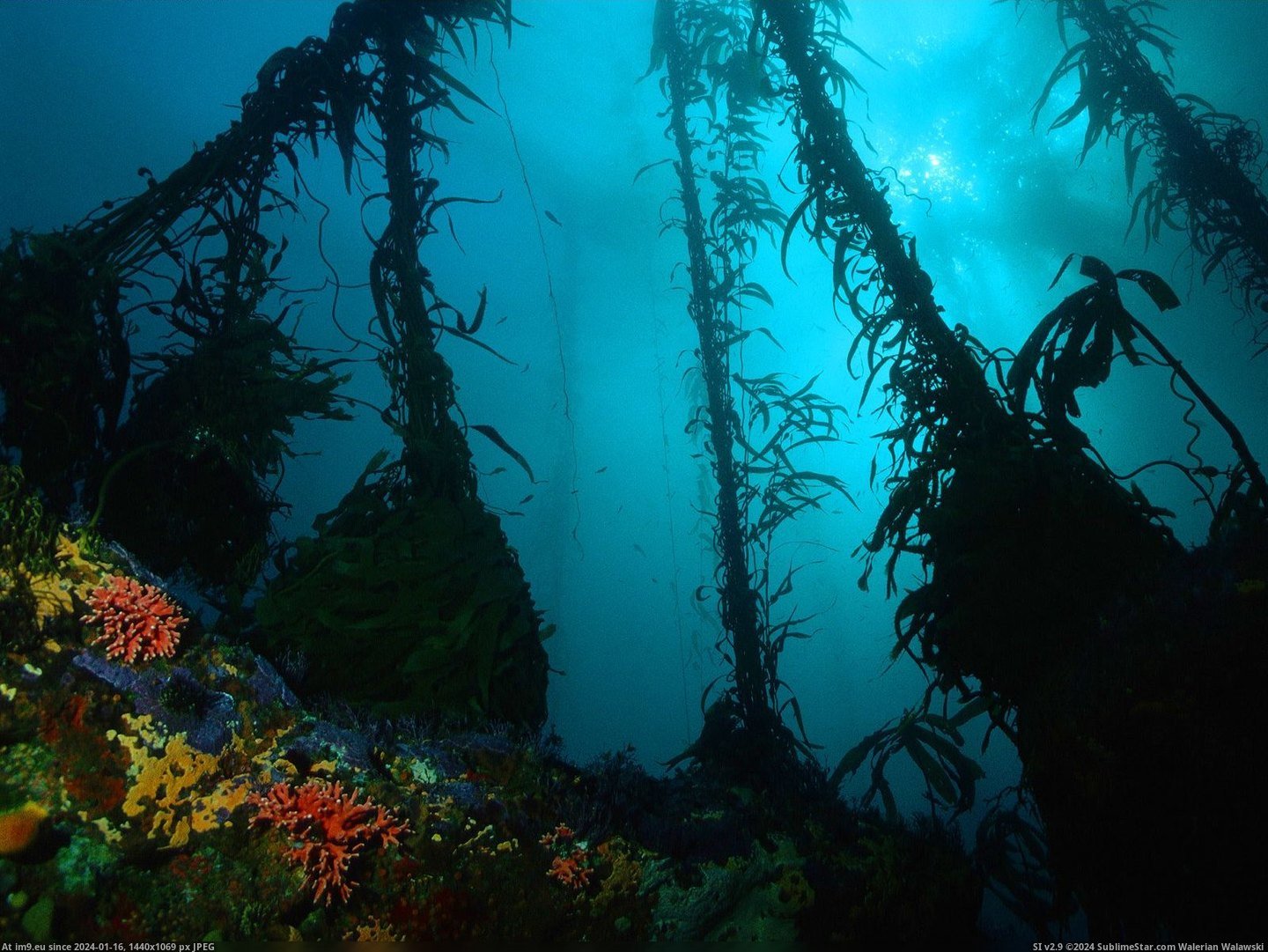 Kelp Forest, Monterrey, Mexico (in Beautiful photos and wallpapers)