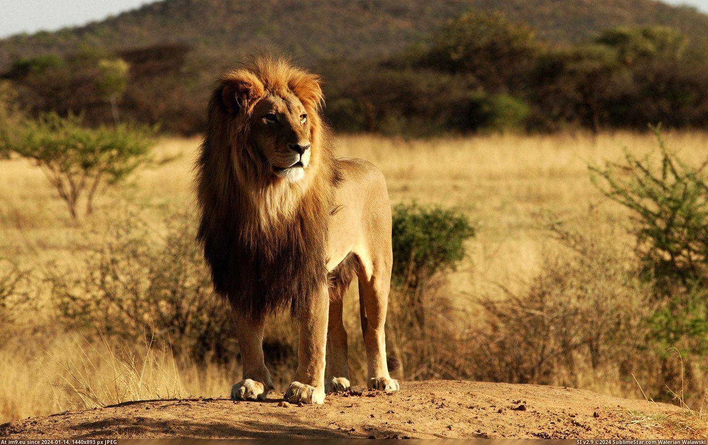 #Wallpaper #Beautiful #Lion #Wide #King King Lion Wide HD Wallpaper Pic. (Bild von album Unique HD Wallpapers))