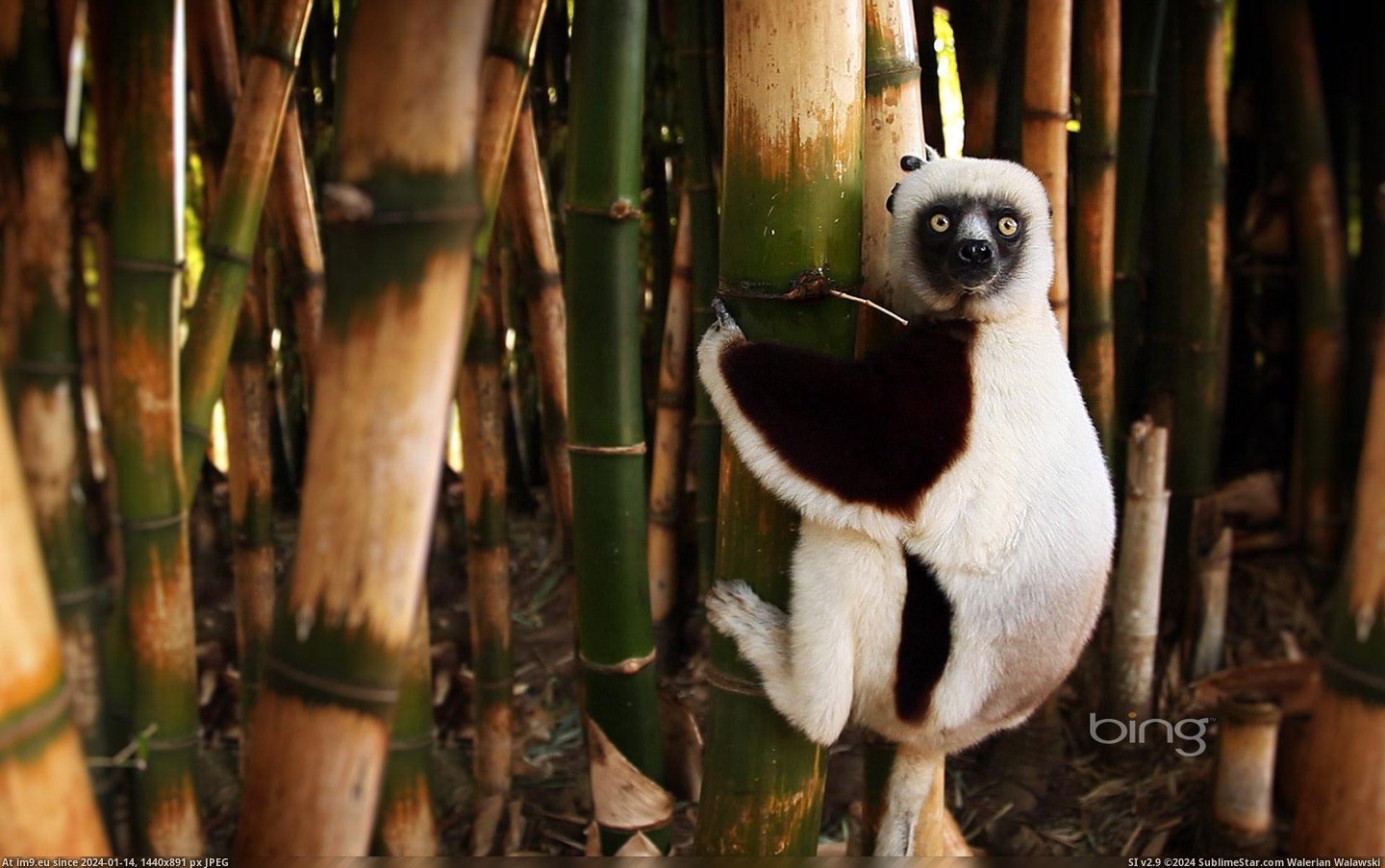 Lemur on a bamboo tree, Madagascar (in Bing Photos November 2012)