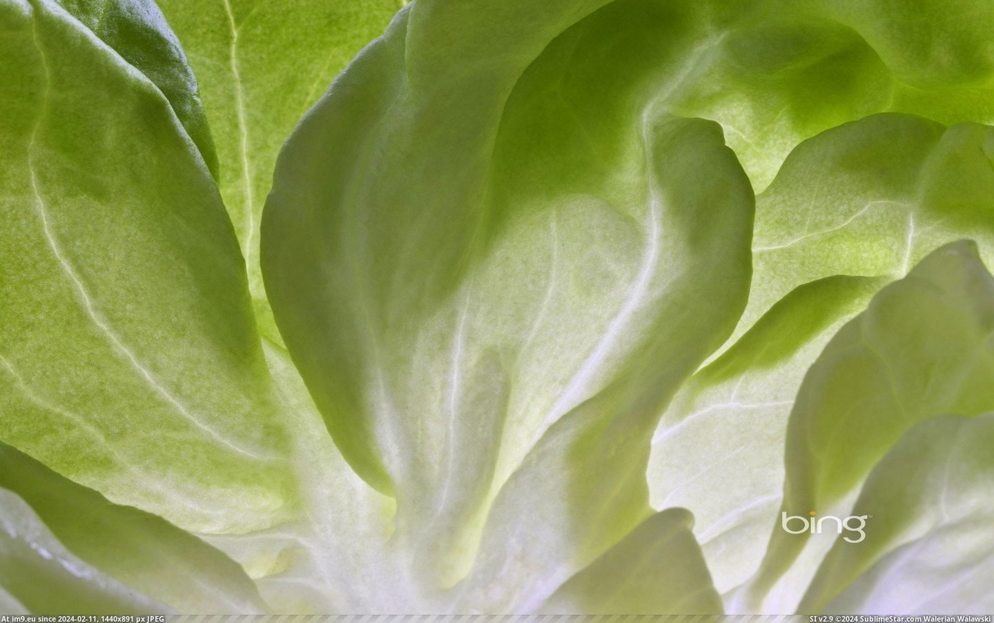 Lettuce leaf (©age fotostock) (in Best photos of January 2013)