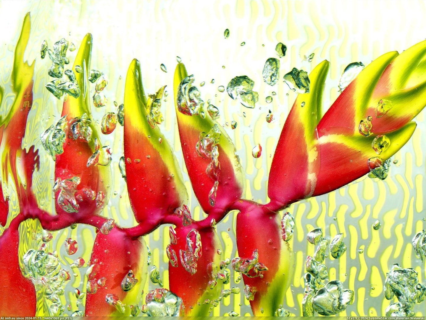 Lobster Claw Heliconia (in Beautiful photos and wallpapers)