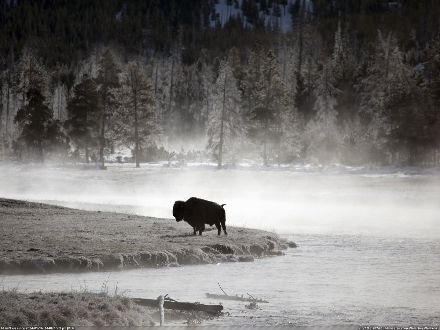 Lonely Bison, Yellowstone National Park, Wyoming (in Beautiful photos and wallpapers)