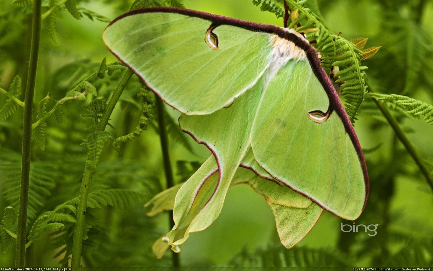 Luna moths among hay-scented ferns, Livley, Ontario, Canada (©age fotostock) (in Best photos of January 2013)