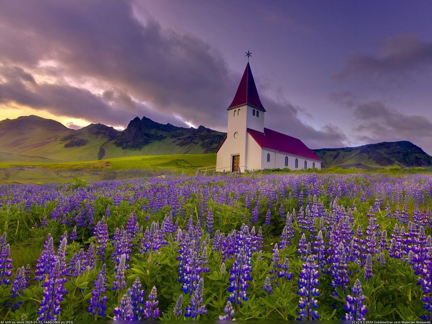 Lupins at Sunset, Vik i Myrdal, Iceland (in Beautiful photos and wallpapers)