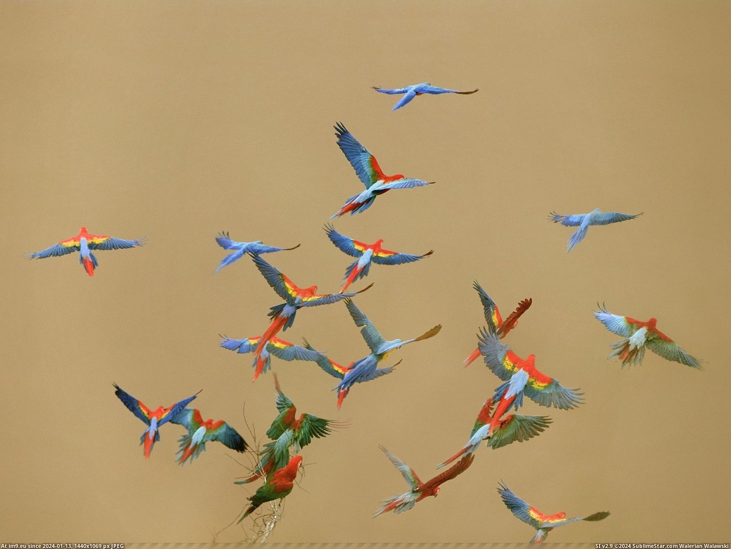 Macaws Flying Over a River, Tambopata National Reserve, Peru (in Beautiful photos and wallpapers)