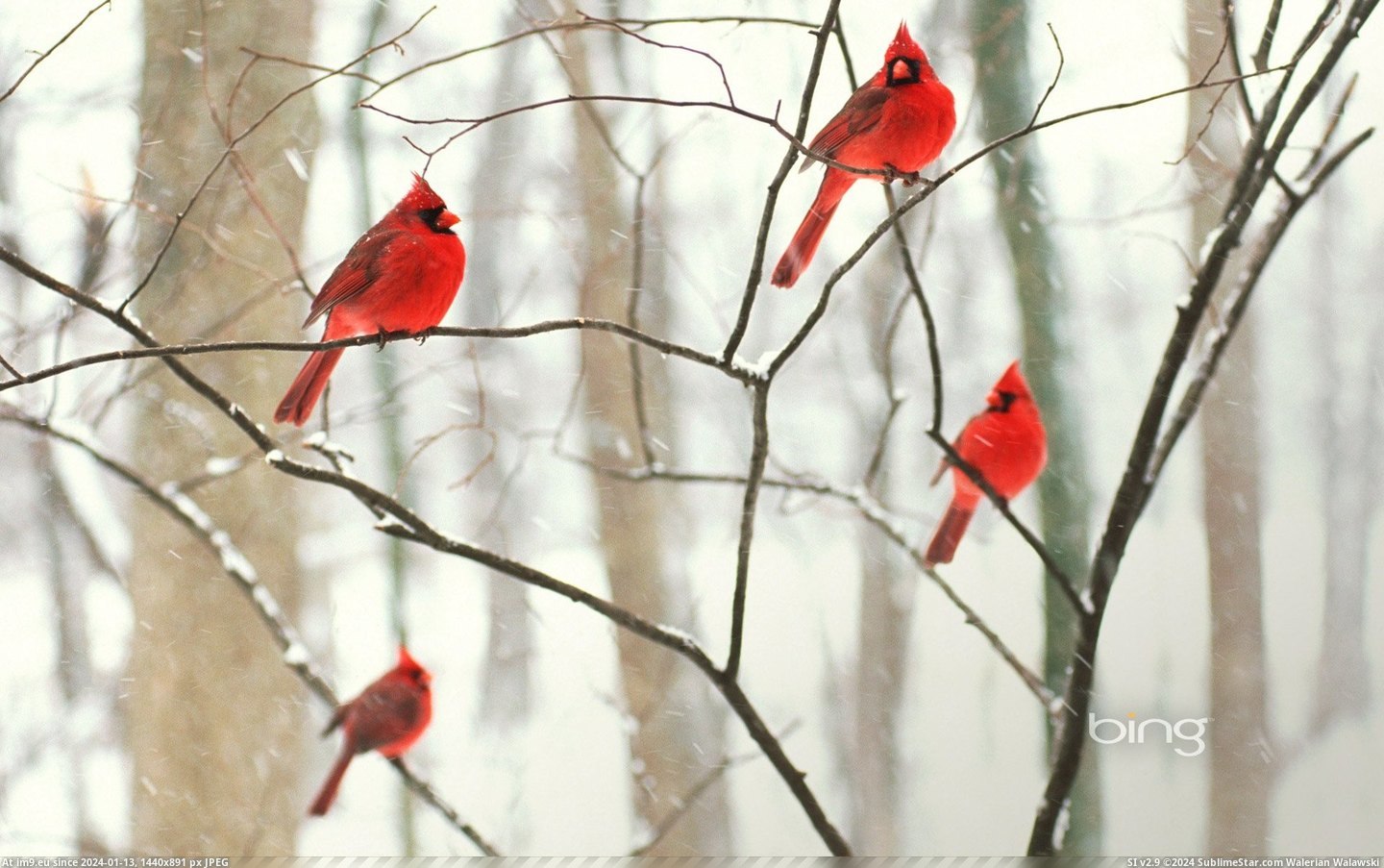 Male northern cardinals in the snow (©Alamy) (in December 2012 HD Wallpapers)