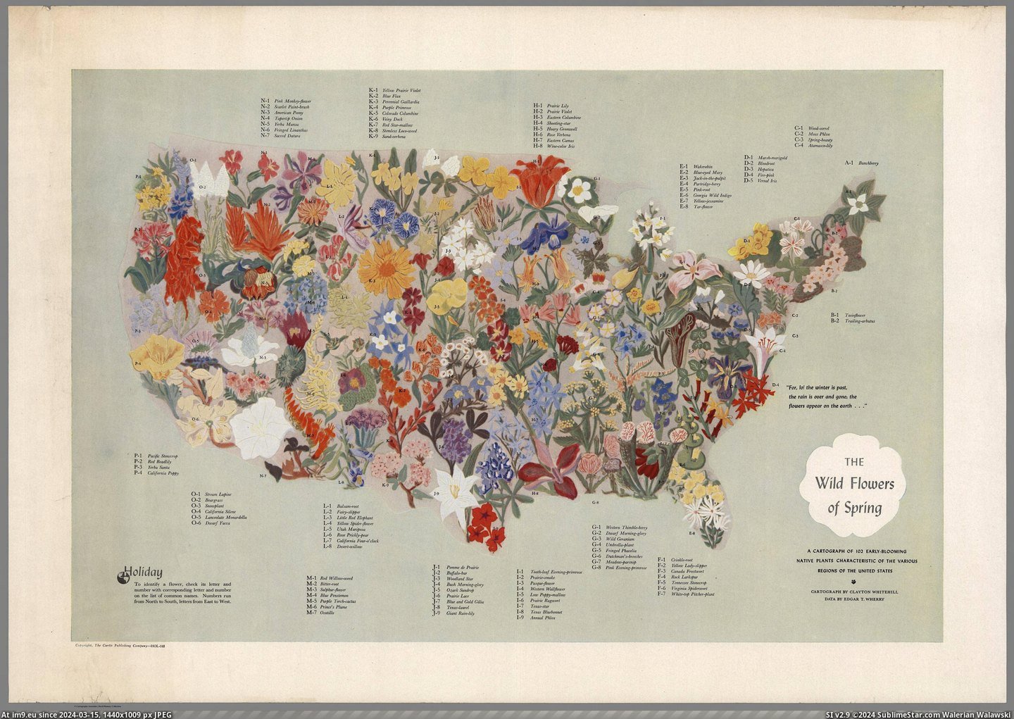 #Wild #Early #Flowers #Native #Plants #Spring #Regions #Blooming [Mapporn] The Wild Flowers of Spring, a carthograph of 102 early-blooming native plants characteristic of the various regions of Pic. (Obraz z album My r/MAPS favs))