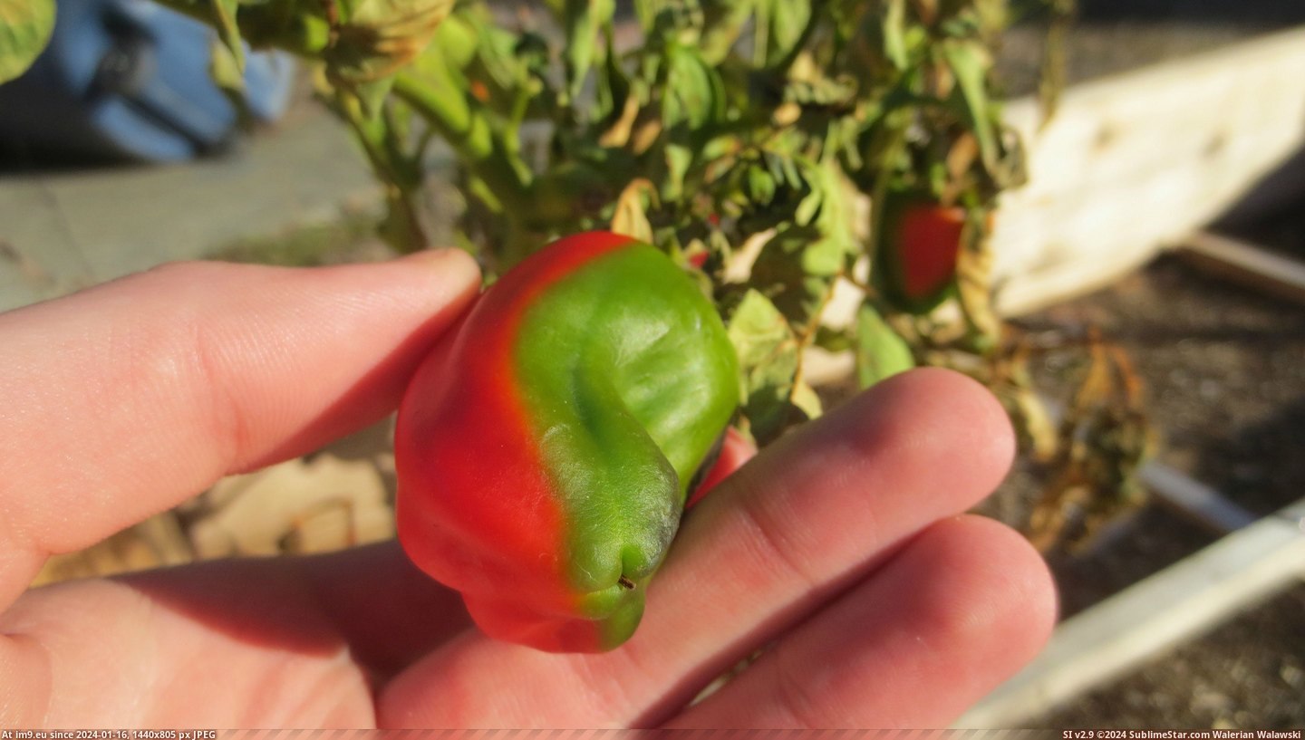 #Two #Family #Garden #Colors #Bell #Pepper #Split #Line #Growing #Straight [Mildlyinteresting] A bell pepper in my family garden is growing in two colors: split in a straight line down the middle. 1 Pic. (Image of album My r/MILDLYINTERESTING favs))