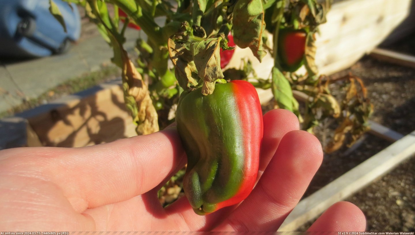 #Two #Family #Garden #Colors #Bell #Pepper #Split #Line #Growing #Straight [Mildlyinteresting] A bell pepper in my family garden is growing in two colors: split in a straight line down the middle. 2 Pic. (Изображение из альбом My r/MILDLYINTERESTING favs))