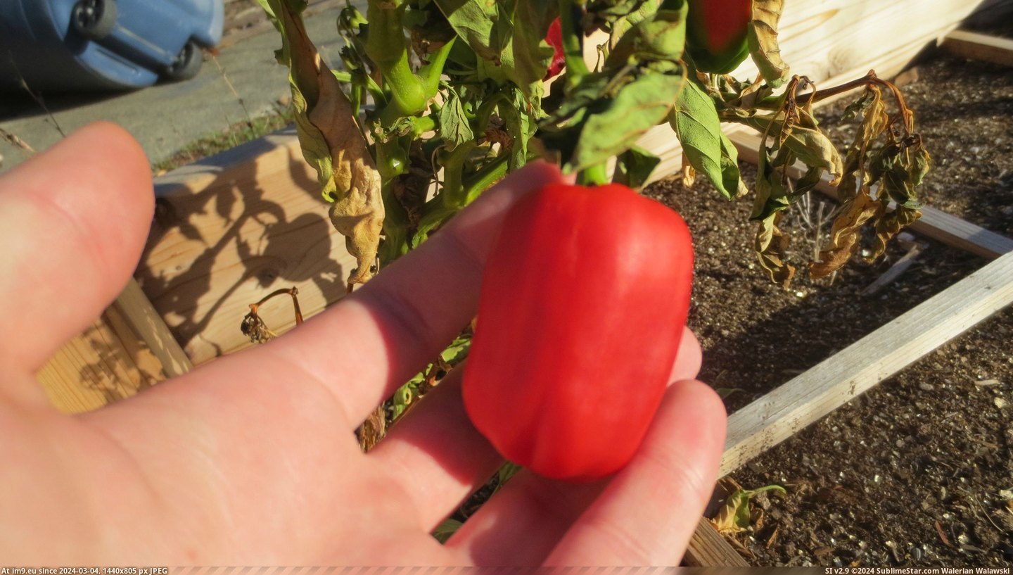 #Two #Family #Garden #Colors #Bell #Pepper #Split #Line #Growing #Straight [Mildlyinteresting] A bell pepper in my family garden is growing in two colors: split in a straight line down the middle. 4 Pic. (Image of album My r/MILDLYINTERESTING favs))
