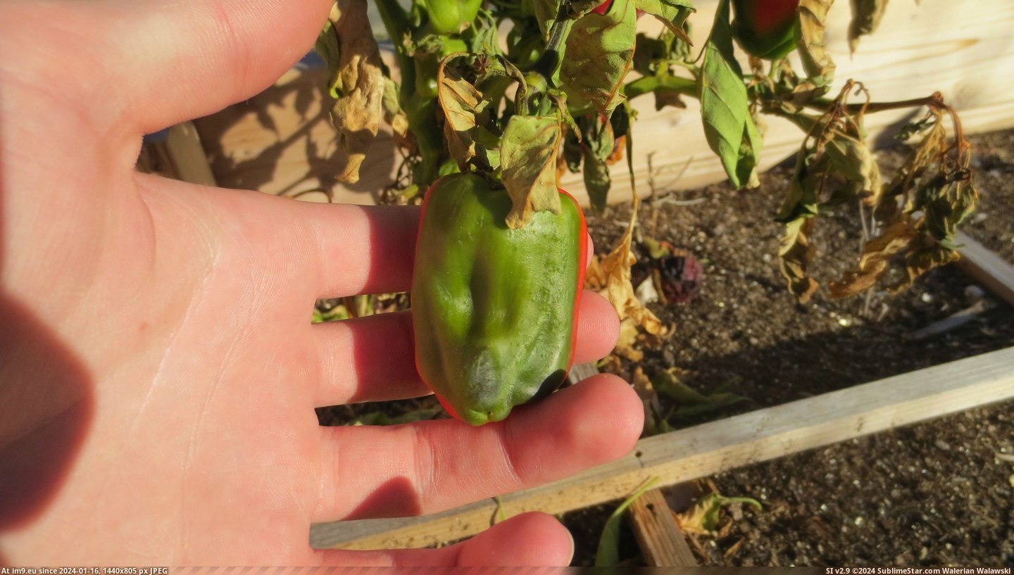 #Two #Family #Garden #Colors #Bell #Pepper #Split #Line #Growing #Straight [Mildlyinteresting] A bell pepper in my family garden is growing in two colors: split in a straight line down the middle. 5 Pic. (Image of album My r/MILDLYINTERESTING favs))